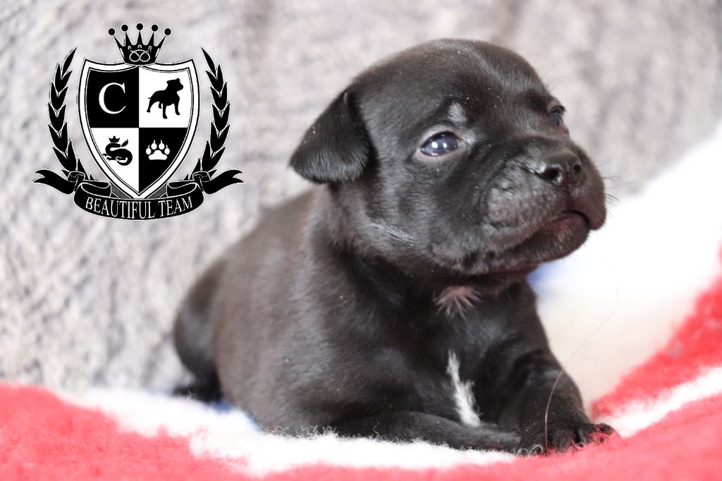 Beautiful Team - Chiot disponible  - Staffordshire Bull Terrier