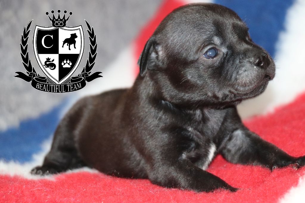 Beautiful Team - Chiot disponible  - Staffordshire Bull Terrier