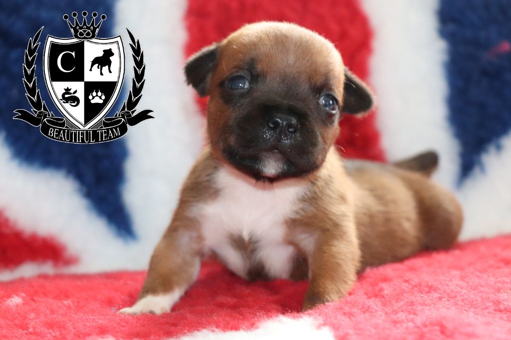 Beautiful Team - Chiots disponibles - Staffordshire Bull Terrier