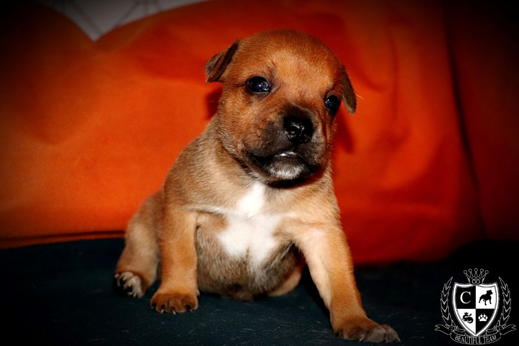 Beautiful Team - Staffordshire Bull Terrier - Portée née le 14/02/2019