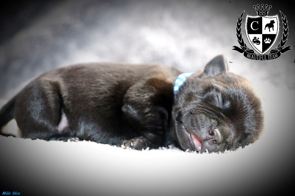 Beautiful Team - Staffordshire Bull Terrier - Portée née le 15/09/2020