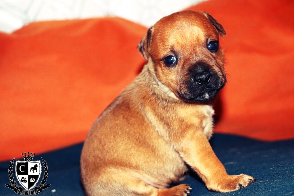 Beautiful Team - Staffordshire Bull Terrier - Portée née le 14/02/2019